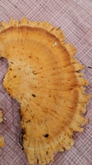 Laetiporus montanus