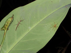 Hesperophasmatini
