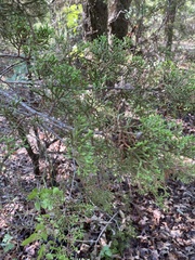 Juniperus ashei