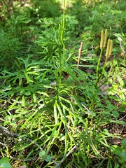 Diphasiastrum complanatum