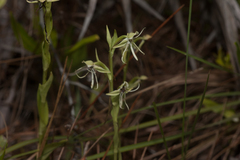Habenaria quinqueseta