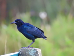 Quiscalus major westoni