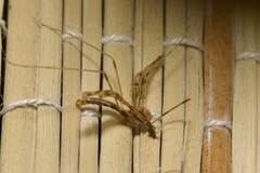 Ilisia maculata