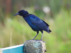 Quiscalus major westoni