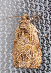 Olethreutes furfuranum