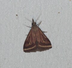 Microtheoris ophionalis