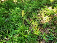 Diphasiastrum complanatum