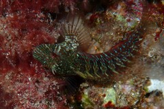 Parablennius incognitus