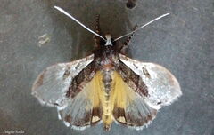 Euscirrhopterus discifera