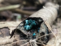Chlorociboria aeruginascens