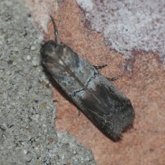 Chararica hystriculella