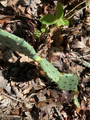 Opuntia macrorhiza