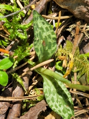 Goodyera repens
