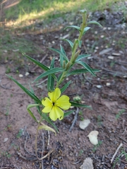 Oenothera elata