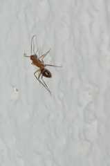 Camponotus conspicuus