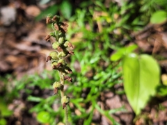 Goodyera repens
