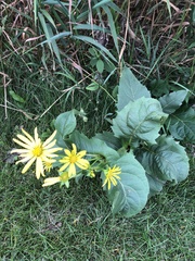 Silphium perfoliatum