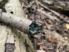 Chlorociboria aeruginascens
