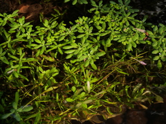 Callitriche