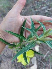 Oenothera elata