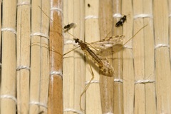Ilisia maculata