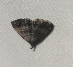 Phalaenostola larentioides