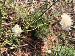 Pycnocomon rutifolium