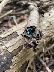 Chlorociboria aeruginascens