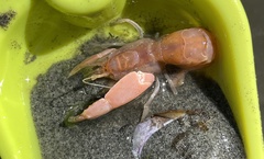 Neotrypaea californiensis