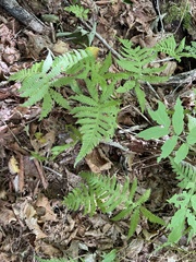 Phegopteris connectilis