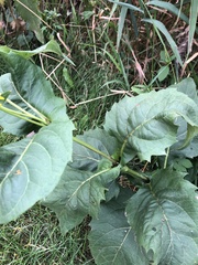 Silphium perfoliatum