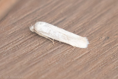 Frumenta nephelomicta