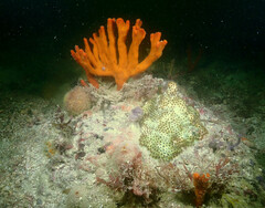 Axinella polycapella