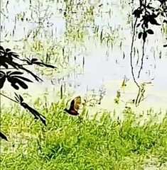 Jacana spinosa