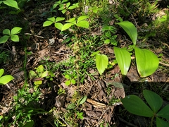 Goodyera repens