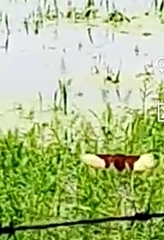 Jacana spinosa