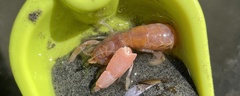 Neotrypaea californiensis