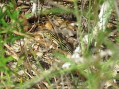 Aspidoscelis sexlineatus
