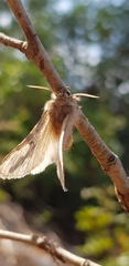 Lepidoptera
