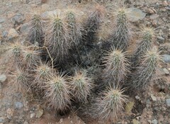 Echinocereus engelmannii engelmannii