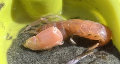 Neotrypaea californiensis