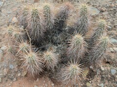 Echinocereus engelmannii engelmannii