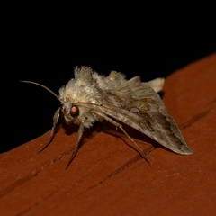 Autographa precationis