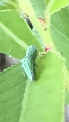 Graphocephala atropunctata