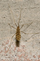 Ilisia maculata