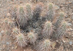 Echinocereus engelmannii engelmannii