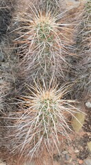 Echinocereus engelmannii engelmannii