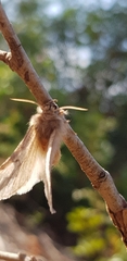 Lepidoptera