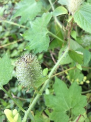 Acalypha alopecuroidea