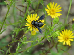 Megachile xylocopoides